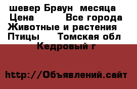 шевер Браун 2месяца › Цена ­ 200 - Все города Животные и растения » Птицы   . Томская обл.,Кедровый г.